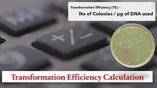 Transformative Calculation